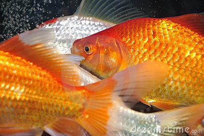 shut up and...FISH - 1283754697dl51lo.jpg